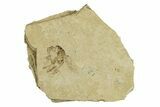 Fossil True Weevil (Curculionidae) Beetle - France #294144-1